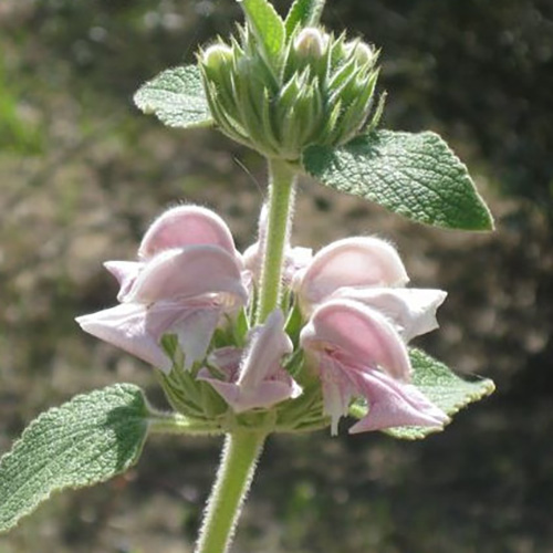 Phlomis bovei ssp maroccana